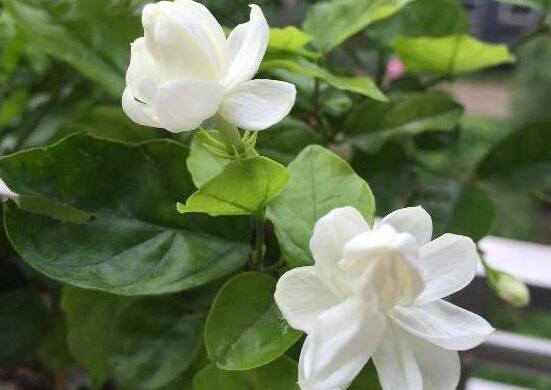 盆栽茉莉花怎么施肥,做好五點就能生長郁郁蔥蔥