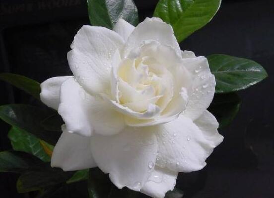 梔子花和茉莉的區別,教你三種簡單區別方法(花期/花葉/果實)