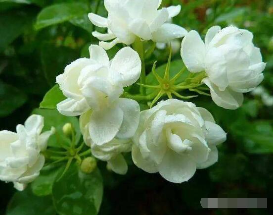 梔子花和茉莉的區別,教你三種簡單區別方法(花期/花葉/果實)