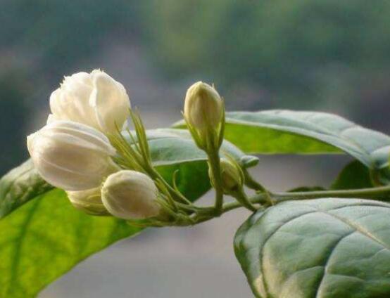 梔子花和茉莉的區別,教你三種簡單區別方法(花期/花葉/果實)