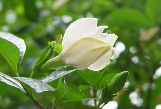 梔子花和茉莉的區別,教你三種簡單區別方法(花期/花葉/果實)