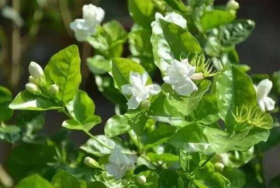 梔子花和茉莉的區別,教你三種簡單區別方法(花期/花葉/果實)