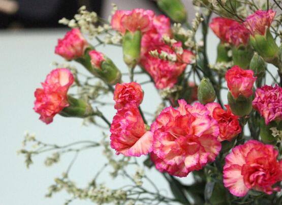 康乃馨花苞干癟怎么救,三種原因以及解決辦法