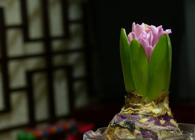 風信子花香有毒嗎,有毒沒毒要分清這幾種狀況