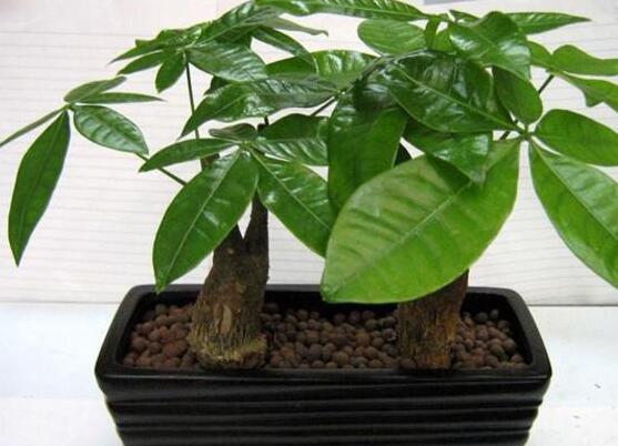 發(fā)財(cái)樹(shù)開(kāi)花圖片,寓意招財(cái)進(jìn)寶、財(cái)源滾滾