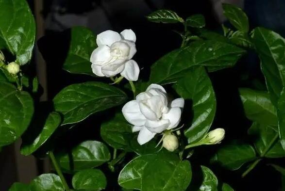 茉莉花葉斑病如何防治,及時摘除病葉是關鍵