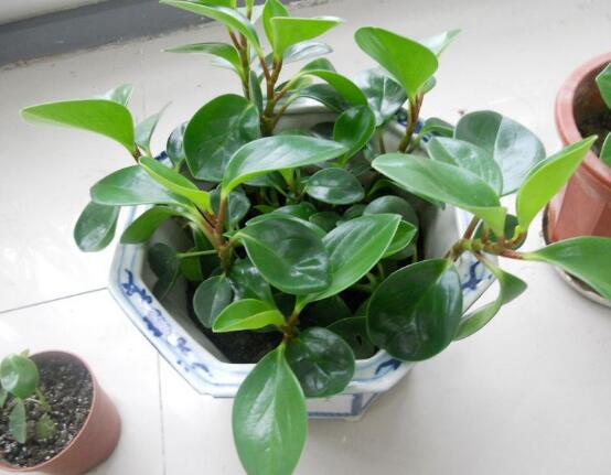 植物碧玉的風水作用,舒緩心靈、增強運勢