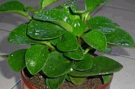 植物碧玉的風水作用,舒緩心靈、增強運勢