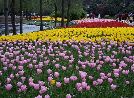 郁金香開花時間,3-5月每天清晨七點開花