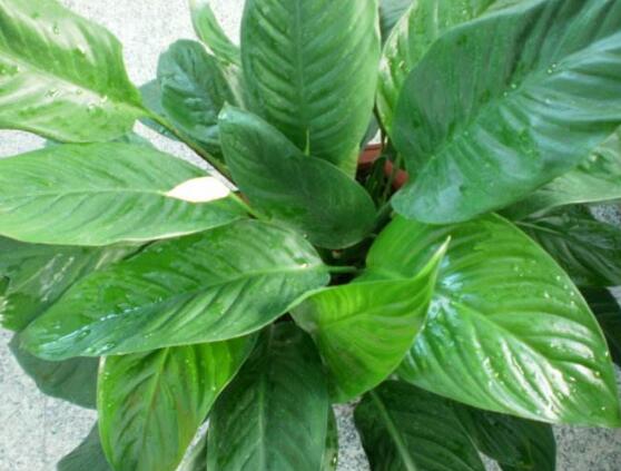 一帆風順花的擺放禁忌,忌光線太強與溫度極低處