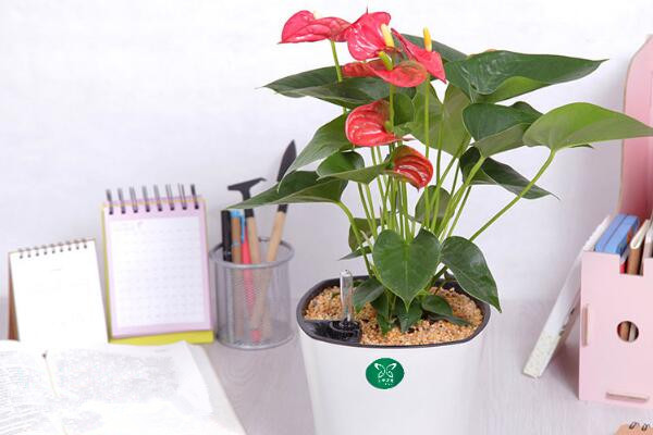 紅掌不紅(發綠)是怎么回事,四種原因以及解決方法