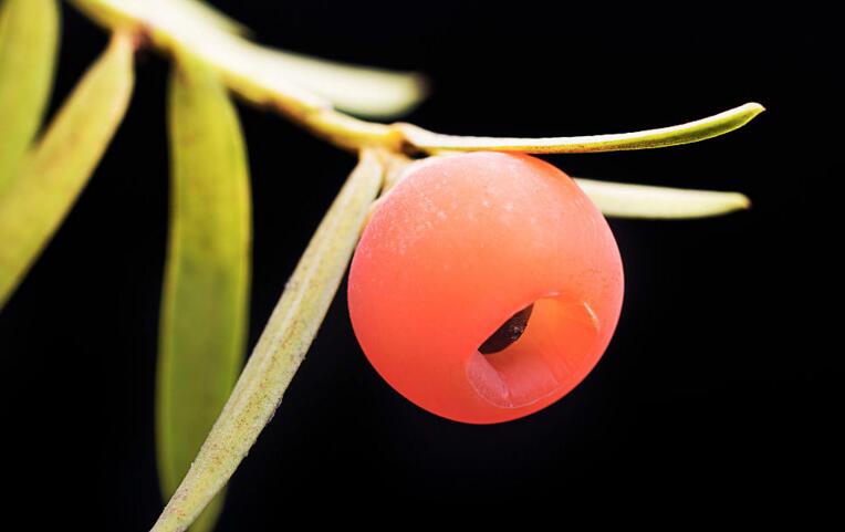 紅豆杉盆景價格,不同品種價格不同