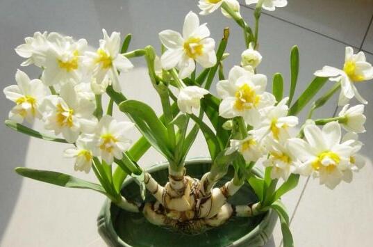 土培水仙花的養殖方法,栽種溫度時間最重要