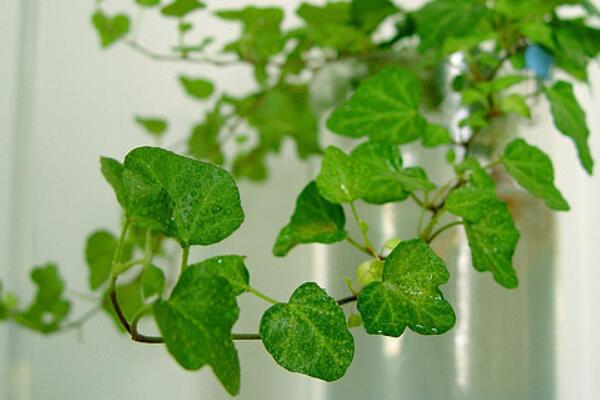 常春藤種子種植方法,必須要掌握的5個方法