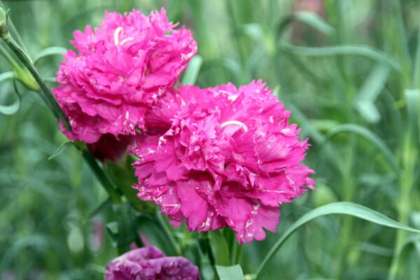 康乃馨花期怎么養(yǎng),花期養(yǎng)護(hù)的5大要點(diǎn)
