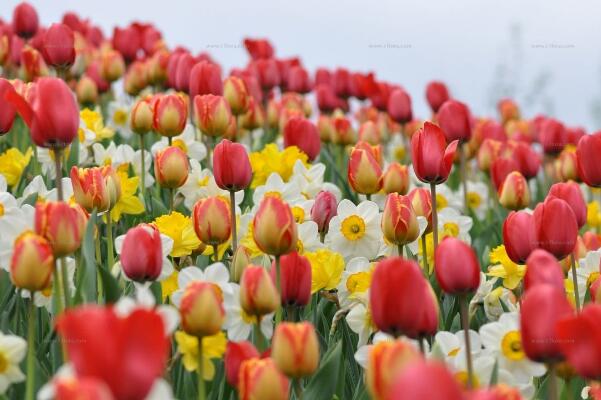 康乃馨花期怎么養(yǎng),花期養(yǎng)護(hù)的5大要點(diǎn)