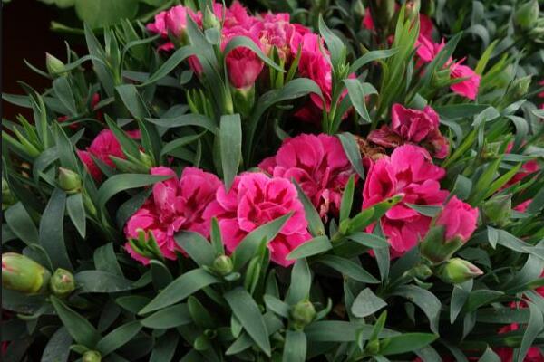 康乃馨花期怎么養(yǎng),花期養(yǎng)護(hù)的5大要點(diǎn)