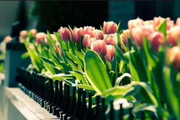 康乃馨花期怎么養(yǎng),花期養(yǎng)護(hù)的5大要點(diǎn)
