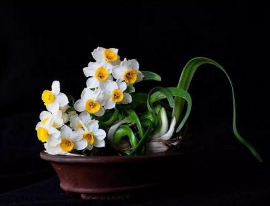 水仙花和風信子的區別,教你三種區別方法(外形/地域/價值)