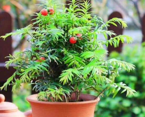 紅豆杉盆景冬天怎么養,教你五個好方法安然過冬