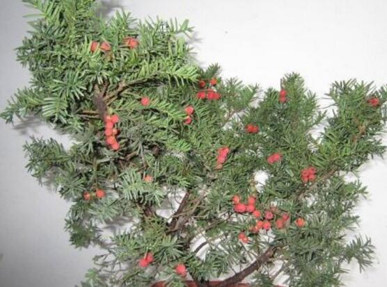紅豆杉盆景冬天怎么養,教你五個好方法安然過冬