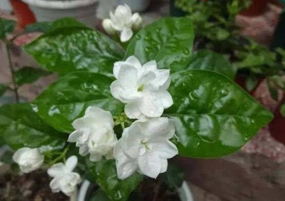 茉莉花圖片,潔白如雪、芳香迷人