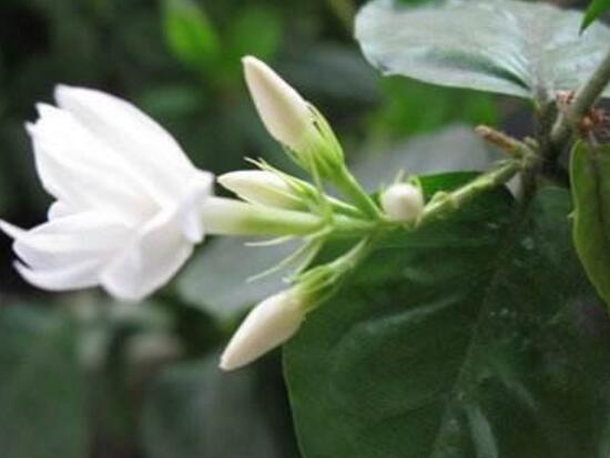 茉莉花圖片,潔白如雪、芳香迷人