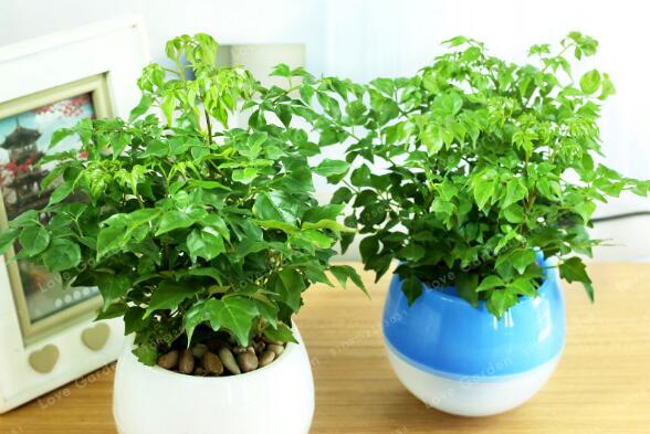 幸福樹怎么換盆,以下四部必須要做到
