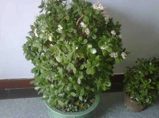 玉樹花幾年開花,掌握五大要點可年年開花