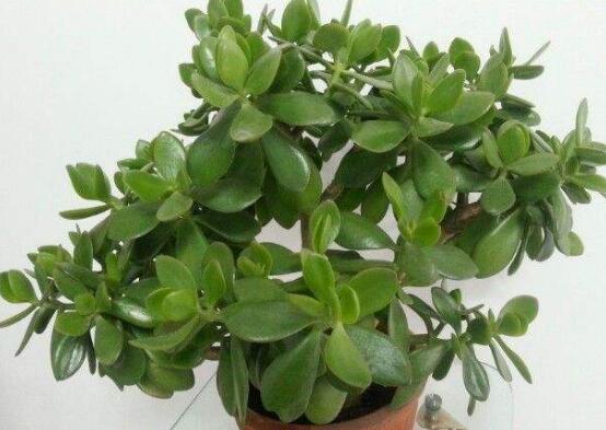 玉樹花幾年開花,掌握五大要點可年年開花