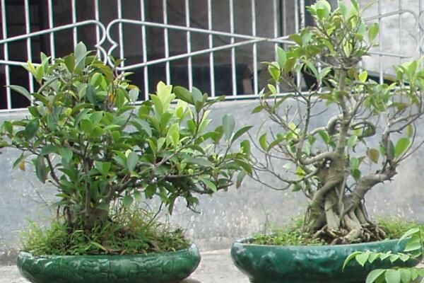 榕樹盆景掉葉子,四種原因以及處理方法