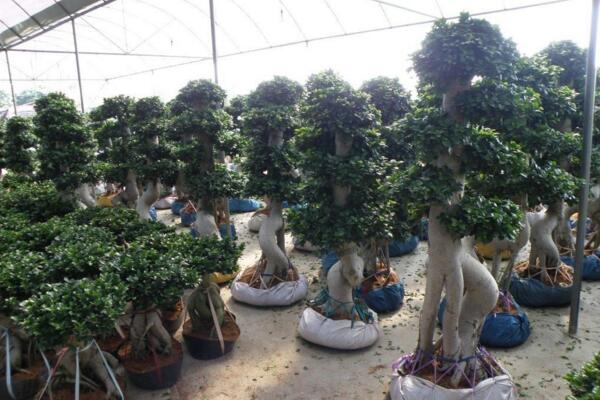 榕樹盆景掉葉子,四種原因以及處理方法