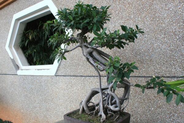 榕樹盆景掉葉子,四種原因以及處理方法