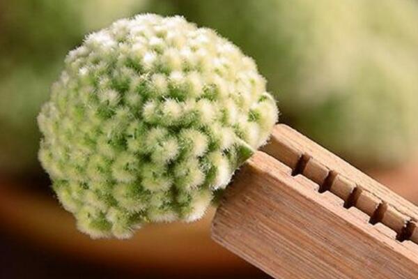 綠蘿花的功效與作用,可以降低三高