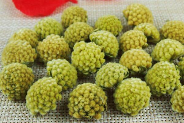 綠蘿花的功效與作用,可以降低三高