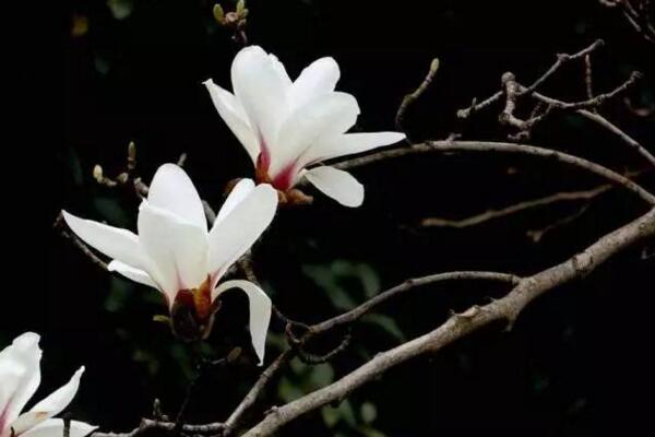 玉蘭花的功效,可以散風寒