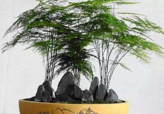 文竹水澆多了怎么辦,疏松土壤、增加光照