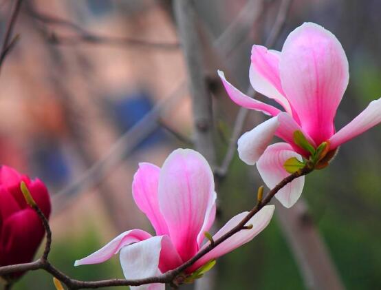 玉蘭花花語,代表著高潔、芬芳,純潔的愛,感恩