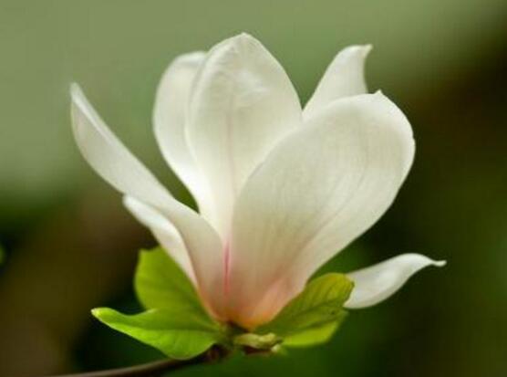 玉蘭花花語,代表著高潔、芬芳,純潔的愛,感恩