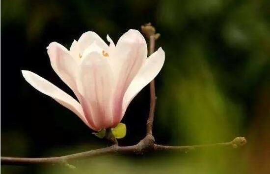 玉蘭花花語,代表著高潔、芬芳,純潔的愛,感恩