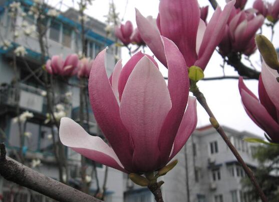玉蘭花花語,代表著高潔、芬芳,純潔的愛,感恩