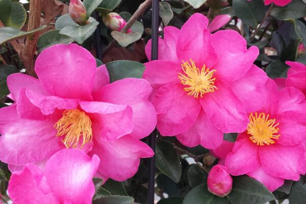 茶花掉葉子是怎么回事,4種原因以及解決方法