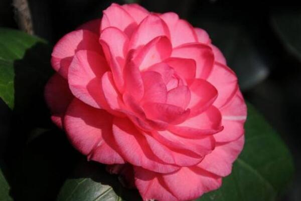 茶花掉葉子是怎么回事,4種原因以及解決方法