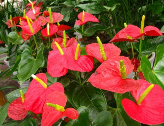 紅掌什么時候開花,一年四季均可開花
