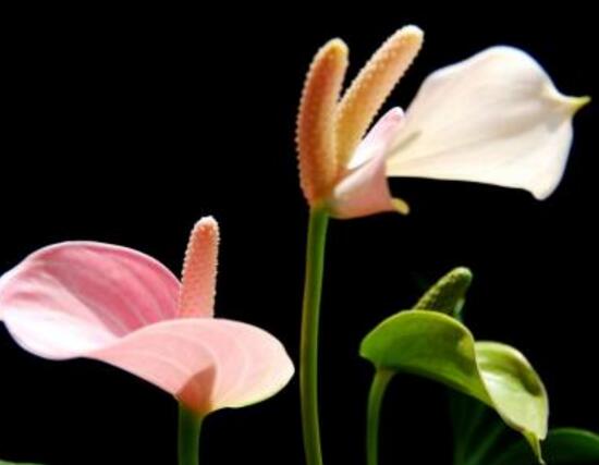 紅掌什么時候開花,一年四季均可開花