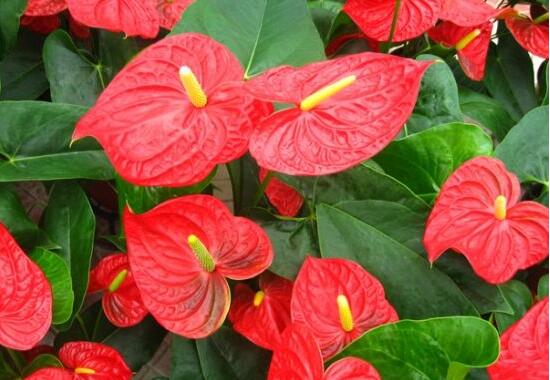 紅掌什么時候開花,一年四季均可開花