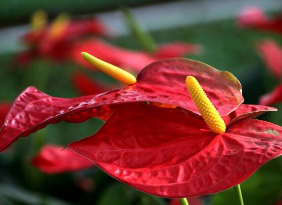 紅掌什么時候開花,一年四季均可開花