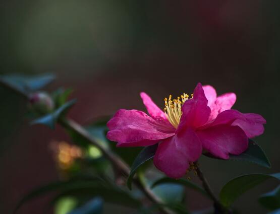 茶花長歪了怎么辦,教你五種解決辦法