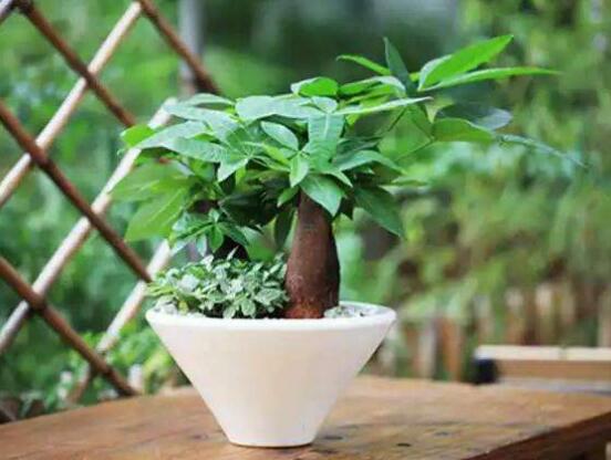 發(fā)財樹的種植技巧,教你七大方法養(yǎng)的青翠欲滴