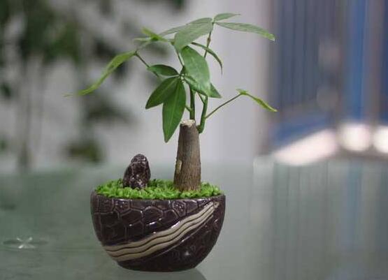 發(fā)財樹的種植技巧,教你七大方法養(yǎng)的青翠欲滴